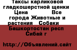 Таксы карликовой гладкошерстной щенки › Цена ­ 20 000 - Все города Животные и растения » Собаки   . Башкортостан респ.,Сибай г.